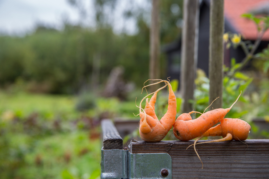 carrots